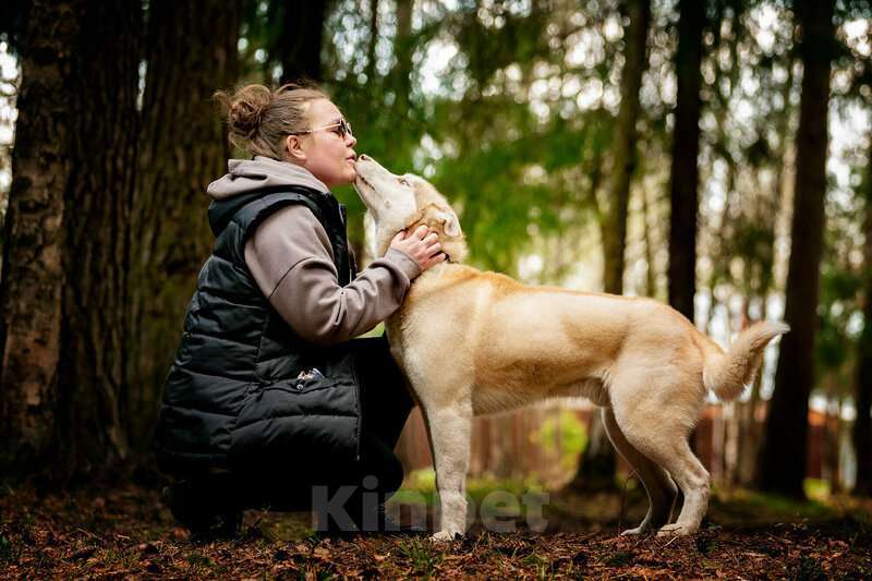 Собаки в Москве: Красавчик хаски Харт в добрые руки Мальчик, Бесплатно - фото 6