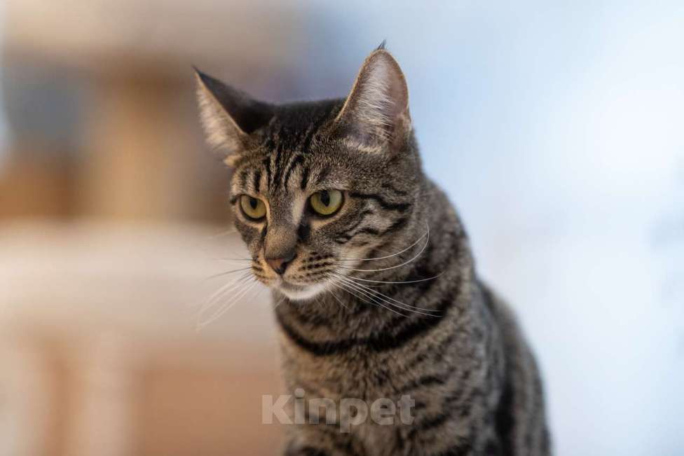 Кошки в Москве: кошечка Ариша в добрые руки Девочка, Бесплатно - фото 5