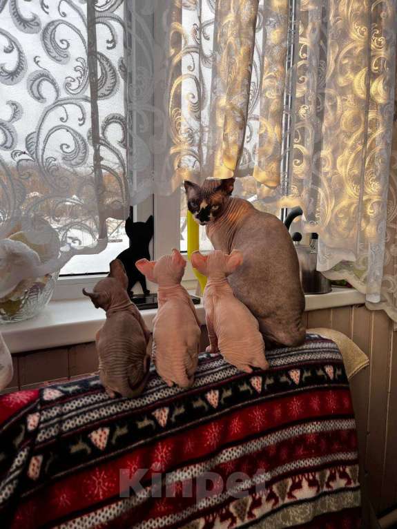 Кошки в Москве: Вязка канадский сфинкс Мальчик, 1 руб. - фото 3