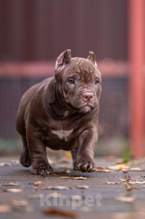 Собаки в других городах Московской области: Американский булли  Девочка, 150 000 руб. - фото 2