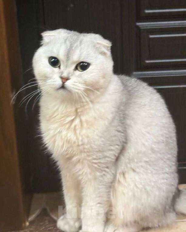 Кошки в Москве: Вислоухую кошечку выкинули! Срочный поиск дома! Девочка, Бесплатно - фото 3