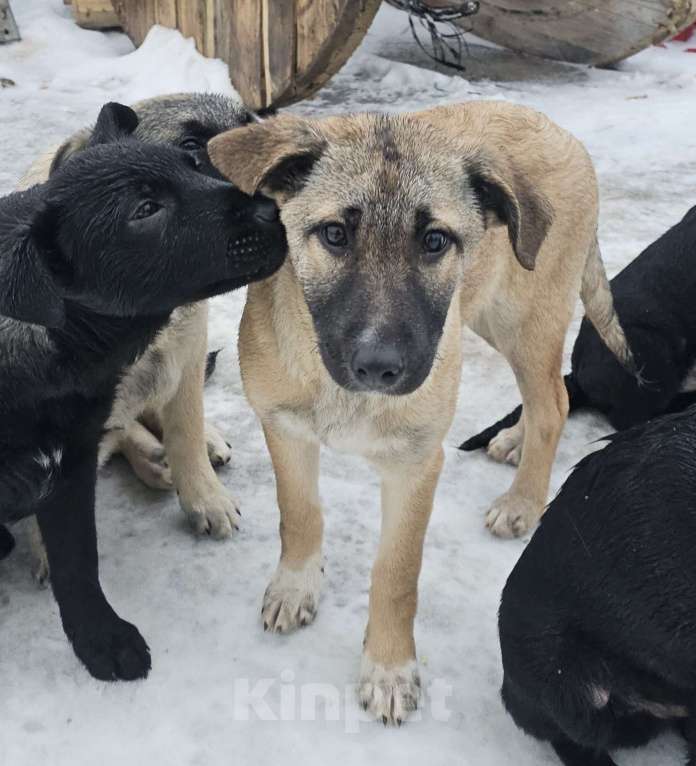 Собаки в Москве: щенку Лаки нужна семья Мальчик, Бесплатно - фото 6