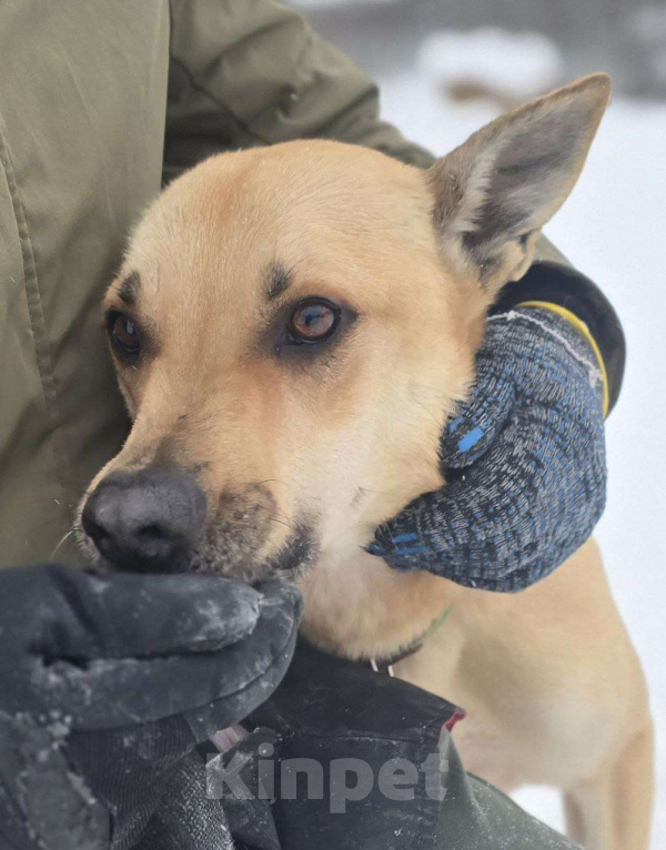 Собаки в Королеве: Пай  – красавчик, умничка и просто чудесный пёс! Мальчик, Бесплатно - фото 4