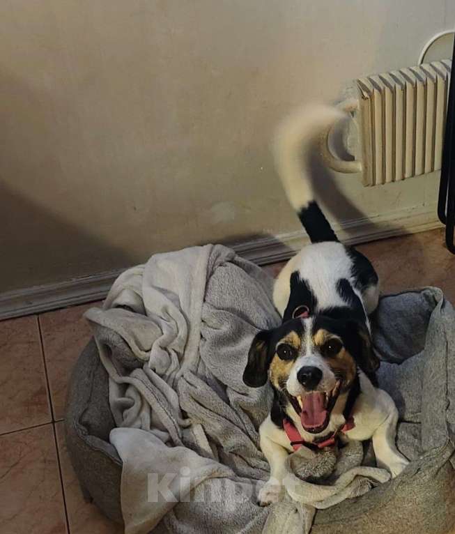 Собаки в Москве: Коротколапик Рони - метис джек рассела ищет дом! Мальчик, Бесплатно - фото 4