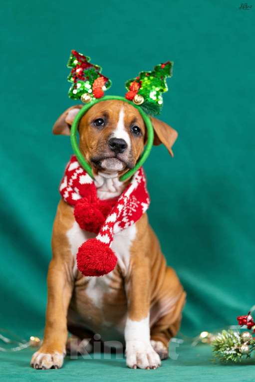 Собаки в Красногорске: Девочка 6  Девочка, 50 000 руб. - фото 1