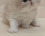 Кошки в Москве: Шикарный персидский котёнок Мальчик, Бесплатно - фото 5