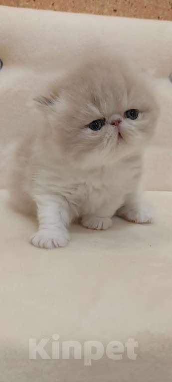 Кошки в Москве: Шикарный персидский котёнок Мальчик, Бесплатно - фото 5