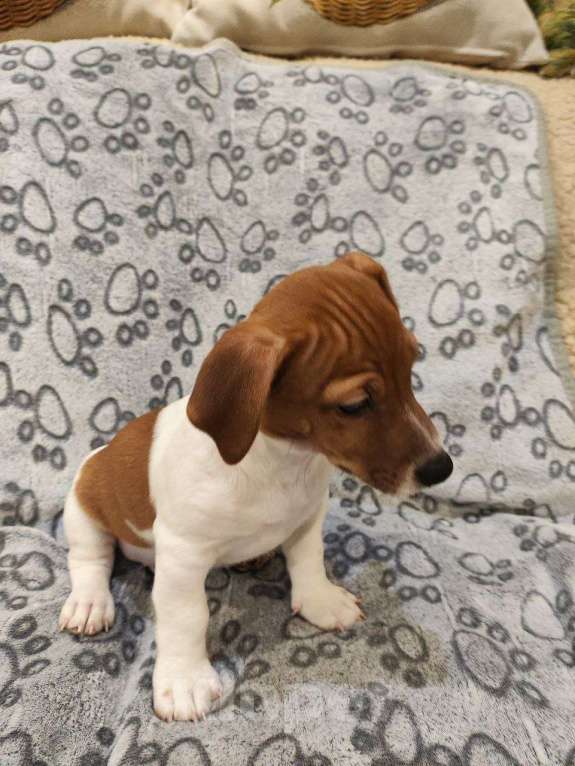 Собаки в Балашихе: Щенок Джек-Рассел терьера Мальчик, 19 900 руб. - фото 2