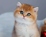 Кошки в Владивостоке: Золотой британский мальчик Мальчик, 80 000 руб. - фото 1