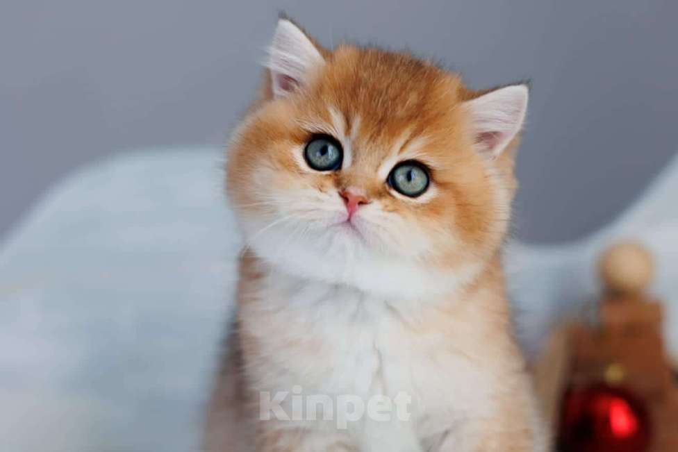 Кошки в Владивостоке: Золотой британский мальчик Мальчик, 80 000 руб. - фото 1