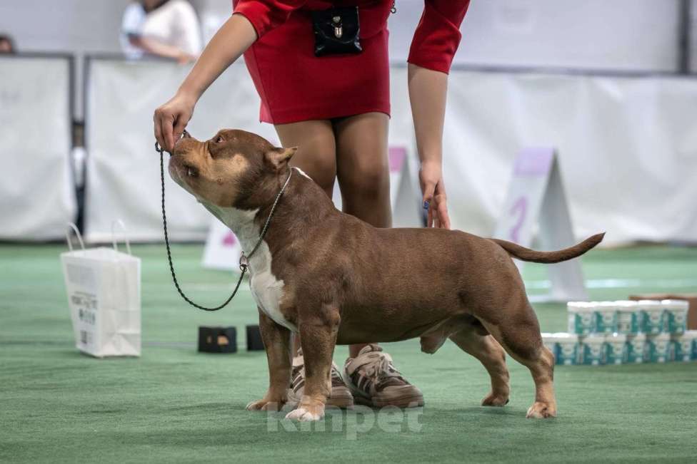 Собаки в Санкт-Петербурге: Щенок Американский Булли Мальчик, Бесплатно - фото 6