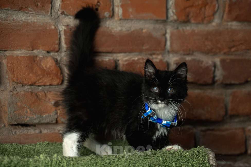 Кошки в Санкт-Петербурге: Котенок ищет друга Мальчик, Бесплатно - фото 7