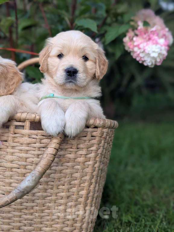 Собаки в Ижевске: Праймис Анима Вичи Девочка, 65 000 руб. - фото 9