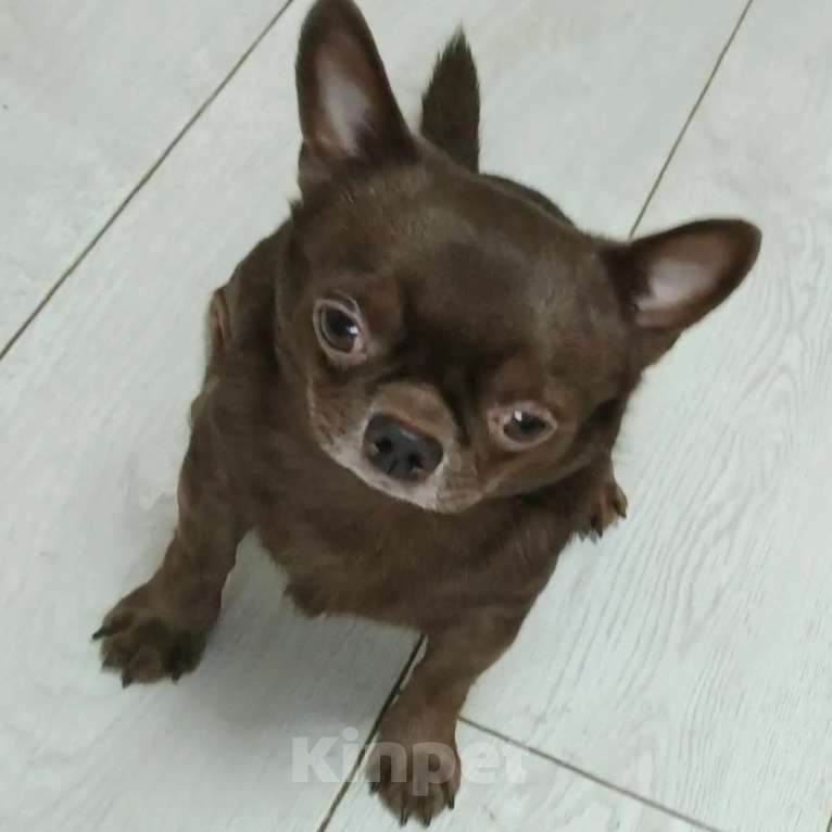 Собаки в Пензе: Чихуахуа взрослый Мальчик, 10 000 руб. - фото 2