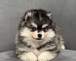 Собаки в Санкт-Петербурге: Шикарный мальчик помски Мальчик, 150 000 руб. - фото 3
