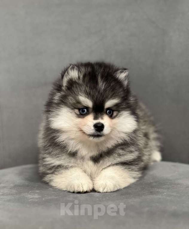 Собаки в Санкт-Петербурге: Шикарный мальчик помски Мальчик, 150 000 руб. - фото 3