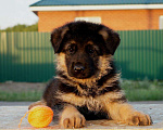 Собаки в Челябинске: щенки немецкой овчарки, 10 000 руб. - фото 6