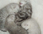 Кошки в Дмитре: Гарант-вязка с серебристым красавцем, 1 руб. - фото 3