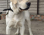 Собаки в Шумихе: Вязка, 1 руб. - фото 2