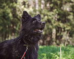 Собаки в Клине: Овчарка Грей Мальчик, Бесплатно - фото 4