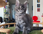 Кошки в Одинцово: Котенок мейн кун Сабрина Девочка, 40 000 руб. - фото 2