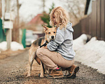 Собаки в Лосином-Петровском: Дакота валентинка в добрые руки Девочка, Бесплатно - фото 6