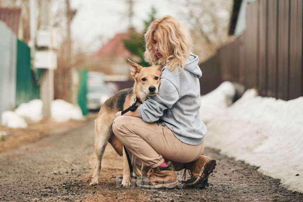 Собаки в Лосином-Петровском: Дакота валентинка в добрые руки Девочка, Бесплатно - фото 6