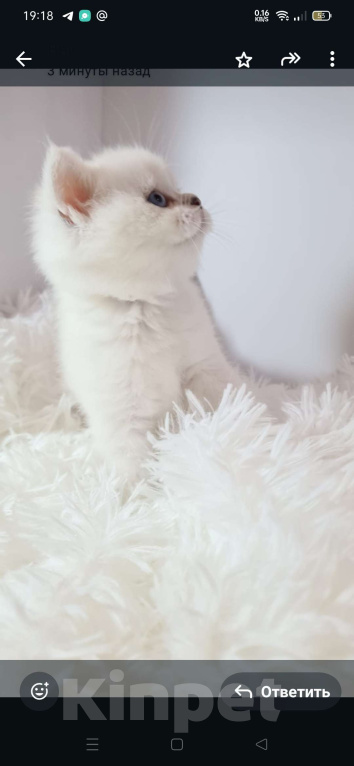 Кошки в Краснодаре: Продаю котят серебряной шотландской шиншиллы  Мальчик, 35 000 руб. - фото 5