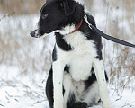 Собаки в Москве: Кнопочка, длинноногий щенок из приюта Девочка, Бесплатно - фото 5