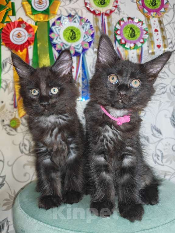 Кошки в Перми: Котята мейн-кун Девочка, 25 000 руб. - фото 7