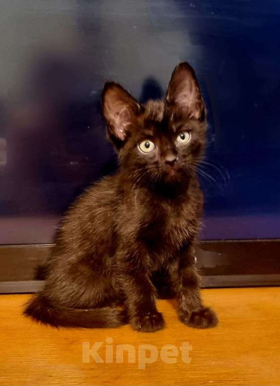 Кошки в Краснодаре: Кот метис Мальчик, Бесплатно - фото 3