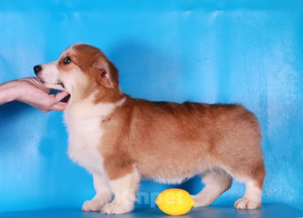 Собаки в Москве: вельш корги пемброк щенки Мальчик, 90 000 руб. - фото 3