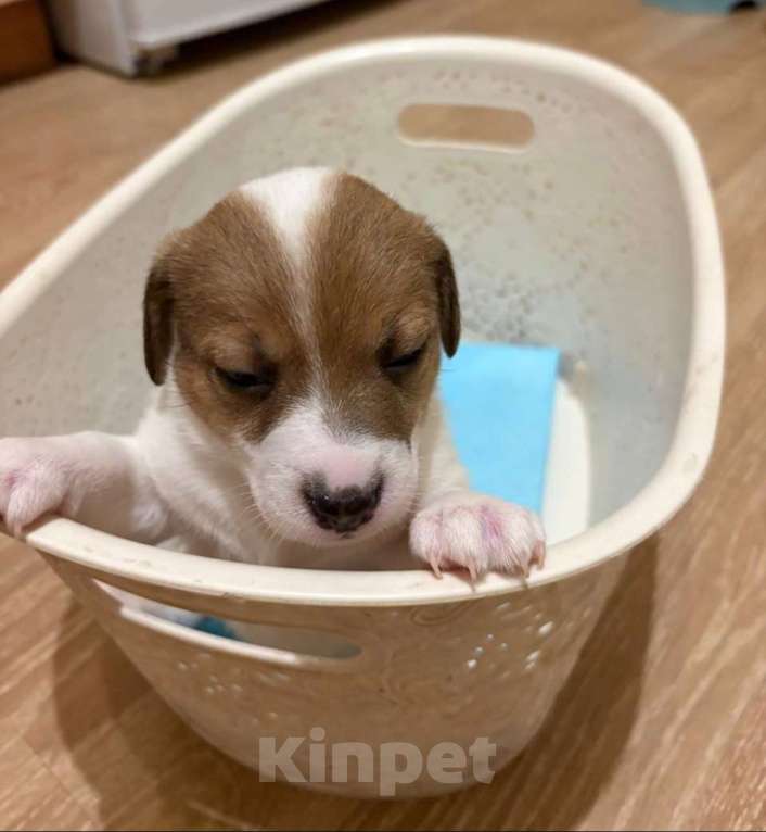 Собаки в Санкт-Петербурге: Щенки Джек Рассел терьер (мальчик) Мальчик, 35 000 руб. - фото 6