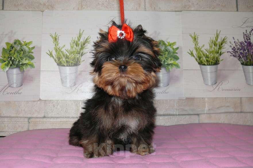 Собаки в Королеве: Мини девочка йорк Девочка, 100 000 руб. - фото 4