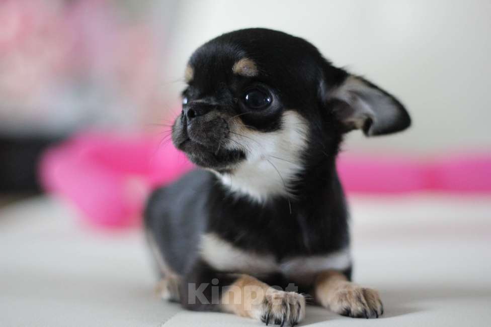 Собаки в Нижнем Новгороде: Чихуахуа мальчик с РКФ Мальчик, Бесплатно - фото 3