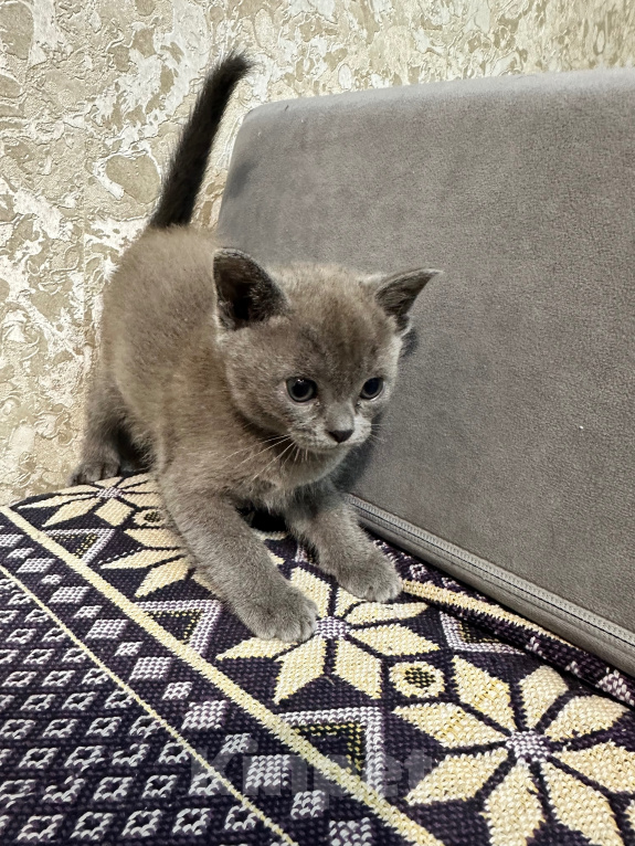 Кошки в Симферополе: Котенок европейской бурмы Девочка, 50 000 руб. - фото 8
