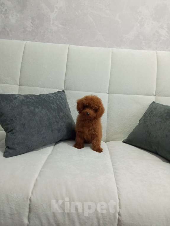 Собаки в Лиски: Той-пудель  Мальчик, 90 000 руб. - фото 2