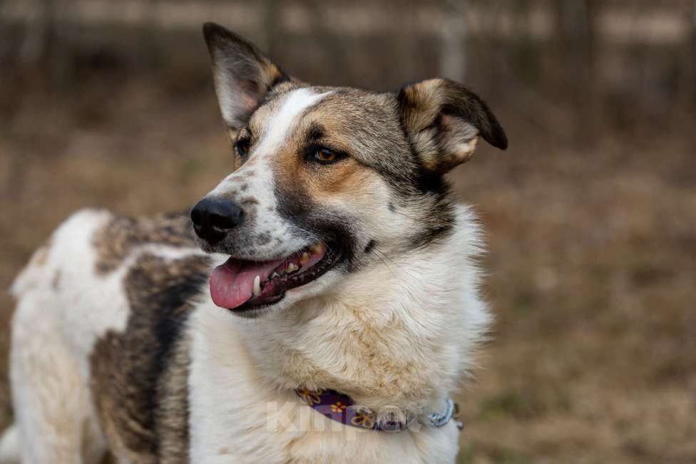 Собаки в Москве: Рокси Девочка, Бесплатно - фото 10