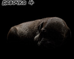 Собаки в Екатеринбурге: Щенки АПБТ Разнополые, Бесплатно - фото 4