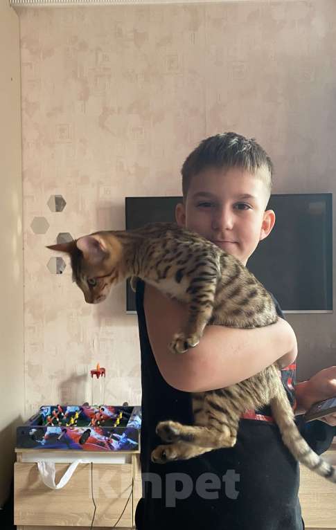 Кошки в Москве: Саванна SBT F5 Девочка, 60 000 руб. - фото 5