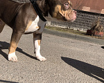Собаки в Санкт-Петербурге: Щенок Американский Булли  Мальчик, 45 000 руб. - фото 5