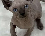 Кошки в других городах Краснодарского края: Эльф сфинкс котенок Мальчик, 20 000 руб. - фото 4