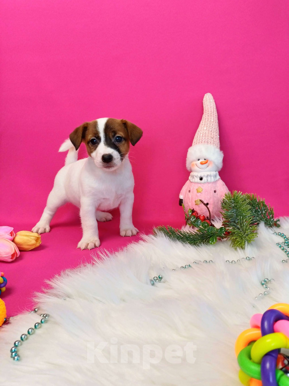 Собаки в Иркутске: Девочки и мальчики Джек Рассел терьер  Девочка, 35 000 руб. - фото 1
