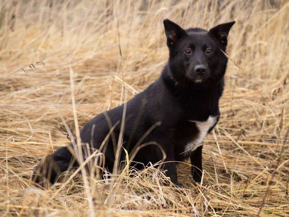 Собаки в Москве: Арабика ждёт своих родителей Девочка, Бесплатно - фото 7