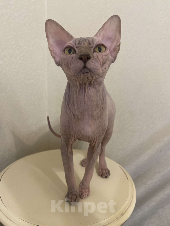 Кошки в Москве: Продается девочка с необычным окрасом Девочка, 50 000 руб. - фото 2