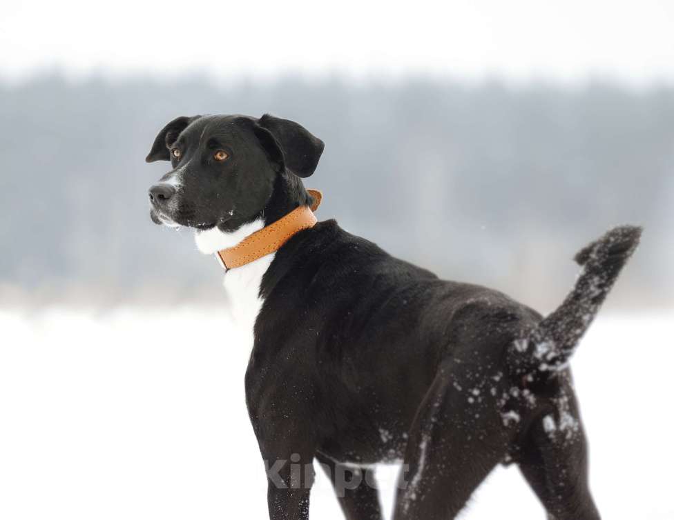 Собаки в Ореховом-Зуево: Агат в надёжные руки Мальчик, Бесплатно - фото 5