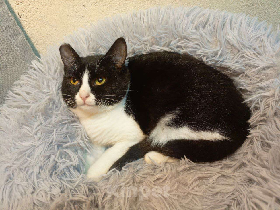 Кошки в Москве: Юная Софи ищет семью Девочка, Бесплатно - фото 1