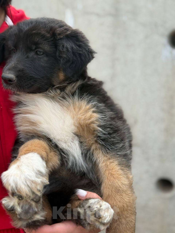 Собаки в Казани: Щенок немецкой овчарки  Девочка, 20 000 руб. - фото 5