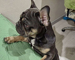 Собаки в Краснодаре: Французский бульдог, щенок Мальчик, Бесплатно - фото 2