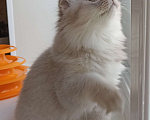 Кошки в Калуге: Шотландские котята Мальчик, 45 000 руб. - фото 4